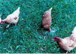 World's Best Carrot Cake Chickens